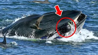 This Whale Suddenly Swallowed A Diver, But 5 mins Later Everyone Realized The Reason Behind...