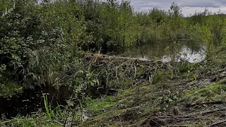 Breaking down the big beaver dam
