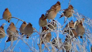 Свиристель.