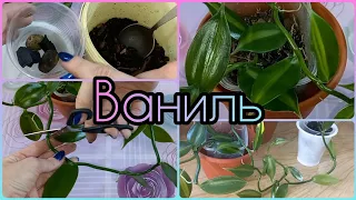 Орхидея ВАНИЛЬ🌸 РАЗМНОЖИТЬ за 11 дней🌱От ЧЕРЕНКА до самостоятельного РАСТЕНИЯ🌸Грунт🌱Полив🌸Уход🌱