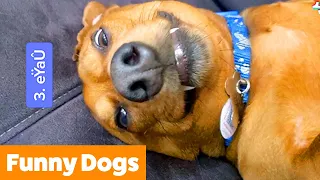 Silly Dog Bloopers & Reactions | Funny Pet Videos