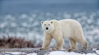 Международный день Белого медведя отмечают сегодня