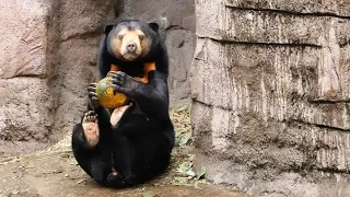 マレーグマにカボチャのプレゼント　天王寺動物園