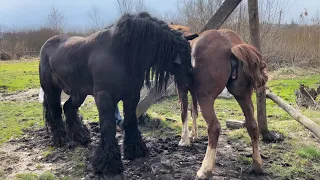 Ще одна подруга Алана💣Привезли кобилу з Бучача на зустріч з Аланом❤️Жеребець на Паровку🔥💪