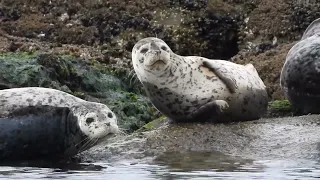 Chillin' on a Friday afternoon with Harbor Seal #pnw #lummiisland