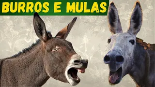 A HISTÓRIA DOS BURROS E MULAS! COMO ELES NASCEM? SÃO IMPORTANTES PARA AS POPULAÇÕES HUMANAS?