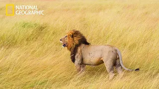 Nsefu Pride Lion King’s - Lion Pride Documentary | National Geographic Documentary 2023