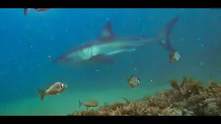 Great white encounter while spearfishing off Western Cape South Africa