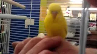 Finger Tame Lutino Budgie At Paws for Thought Pet Shop (Leeds)