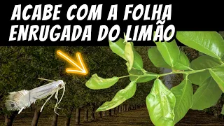 COMO TRATAR FOLHA ENRUGADA NO LIMOEIRO (LIMÃO) / LARANJEIRA / POMAR DE CITRUS. [LARVA MINADORA]