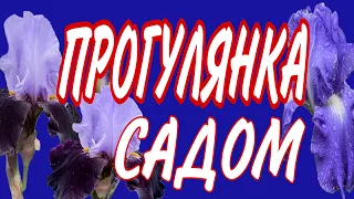 Прогулянка садом, що квітує у середині травня #2024