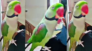 Chintu parrot sweetest voice 🦜