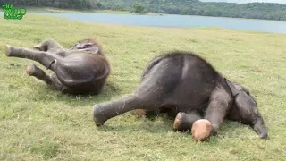 Funday For Elephant Playmates: Two Calves In Their Own Paradise