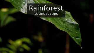 Rainforest sounds - calm morning at riverbed in the Borneo jungle