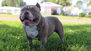 Venom The $500,000 American Bully: Teaser