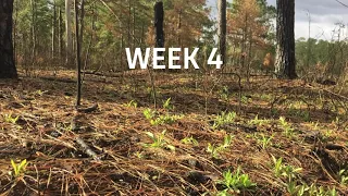 In Florida, prescribed fire keeps forest habitats healthy