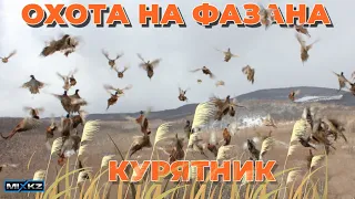 Много Фазана на Охоте,  Фазан с Лайкой, РЕЛ, Коксуское охот угодие, Талдыкорган, Жетысу MIX KZ