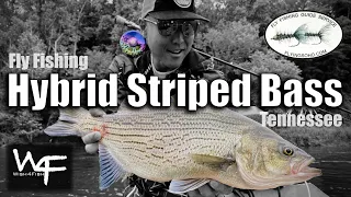 W4F - Fly Fishing Hybrid Striped Bass - with Flying Soho, Tennessee