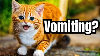 Feline Facts: Why Do Cats Vomit? #catfacts #cats