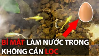 Bí mật - nước trong veo không cần dùng lọc (bể cá - thủy sinh)