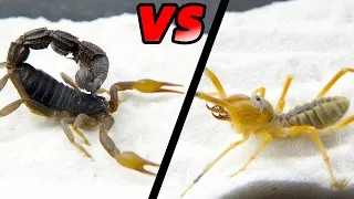 避日蛛VS黑粗尾蠍，Camel spider VS strong black poisonous scorpion