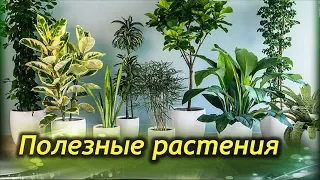 Самые ПОЛЕЗНЫЕ комнатные растения для вашего дома!