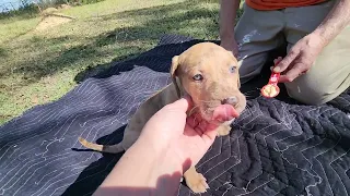 Moni's Fall 2022 Female 2 Catahoula Puppy