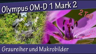 Olympus: Unterwegs am See - Graureiher und Makrobilder - Teil 2