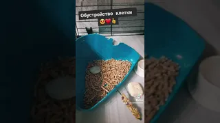 Обустройство клетки у декоративных крыс🐭