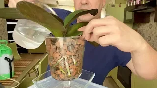 полив орхидеи в ВАРЕНОМ КЕРАМЗИТЕ и ЗАЧЕМ ДЫРОЧКА?