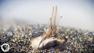 For Pacific Mole Crabs It's Dig or Die | Deep Look