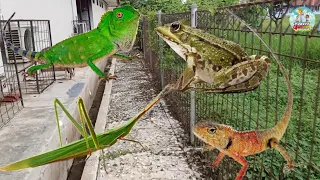 BERBURU FOREST DRAGON, KODOK, BELALANG KAYU, BELALANG POCONG, DAN BUNGLON KEBUN/LONDOK❗❗❗