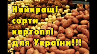 Картопля для України