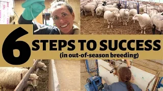 6 Steps For Successful OUT-OF-SEASON Breeding in Sheep: VLOG 167