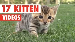 17 Funny Kitten Videos Compilation 2017