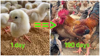 Full video: 190 days of raising chickens to develop the farm economy in rural areas.