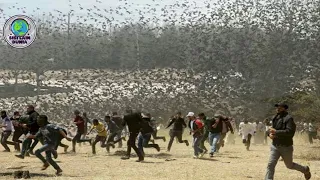 Warga Lari Ketakutan! Ribuan Burung Hitam Tiba² Menyerang Kota