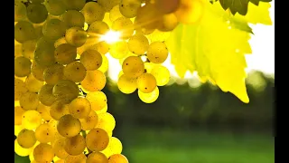 Обзор виноградника на 24 июля-Обработки, начало созревания, виноградная школка.