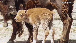 World Wildlife Zoo welcomes baby bison