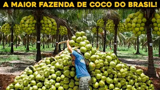 A INCRÍVEL MAIOR FAZENDA DE COCO DO MUNDO QUE FICA NO BRASIL