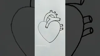 how to draw human heart diagram #shorts #viral #fyp
