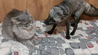 Кот в гостях у лисы