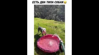 Два типа Собак 😆 | У тебя Какая? | Короткие Приколы про Собак