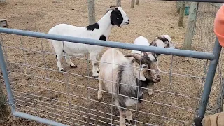 Muddy Goats