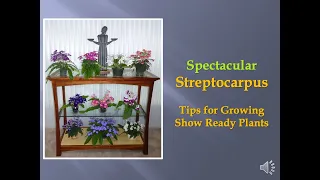 Spectacular Streptocarpus - Terri Vicenzi