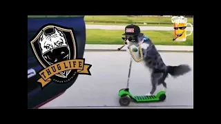 LIKE A BOSS COMPILATION #001 - Amazing Animal 2020