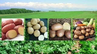 Самые вкусные и урожайные сорта картофеля!