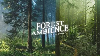 "reality shifting: forest ambience" (subliminal)