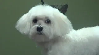 How to Groom A Maltese (Puppy Cut) - Do-It-Yourself Dog Grooming