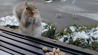 Squirrels' reactions to pistachios